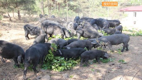 养殖户怎样搞好黑母猪产前的饲养？农业