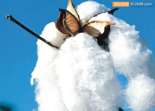 全球棉市未来将面临供给过剩的局面