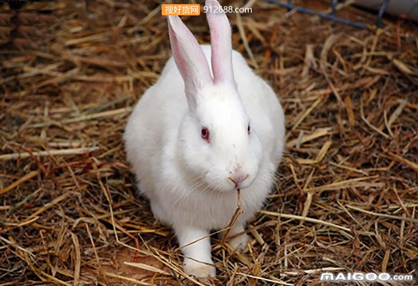 兔饲料常用的有哪些 兔子吃什么饲料好