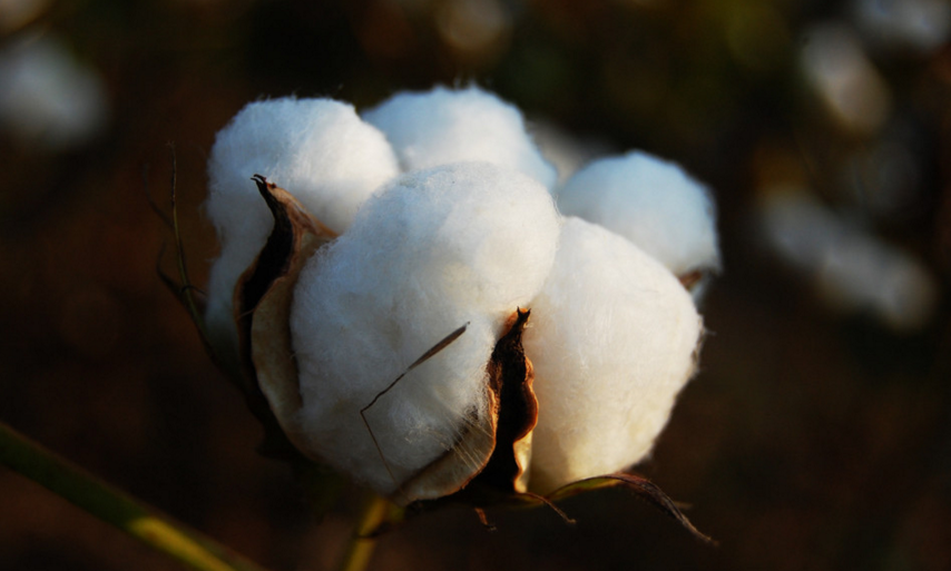 纯棉纱线批发价格受什么因素的影响呢？