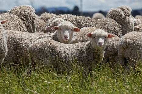 澳大利亚羊毛制品大解析