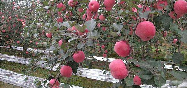铺苹果反光膜的方法和注意问题分析农业