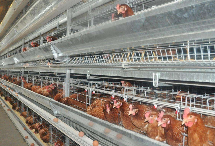 自动化层叠式蛋鸡笼养设备――规模化养鸡的首先设备